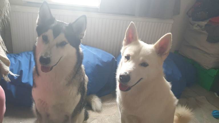 $ FREE $ Metal Shelves With Frame $ Shop Garage Home Storage $