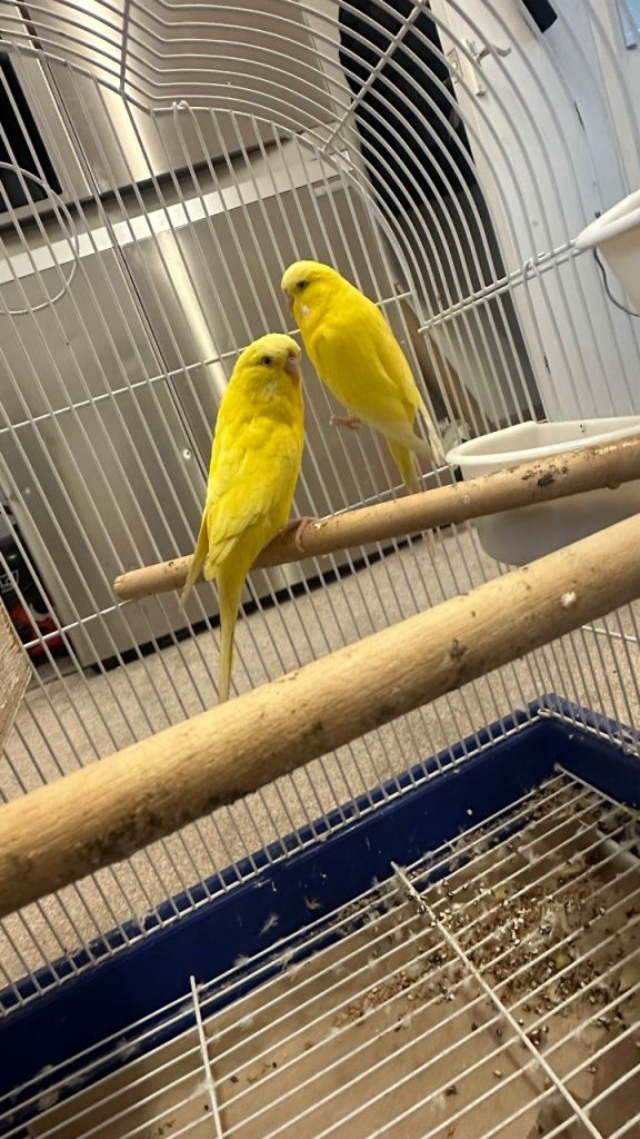 Yellow budgies female and male