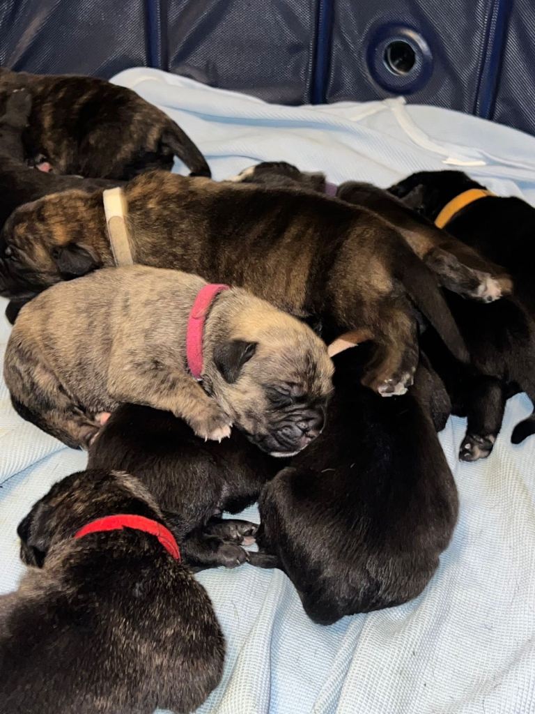 Full Cane Corso Puppies x 8 left