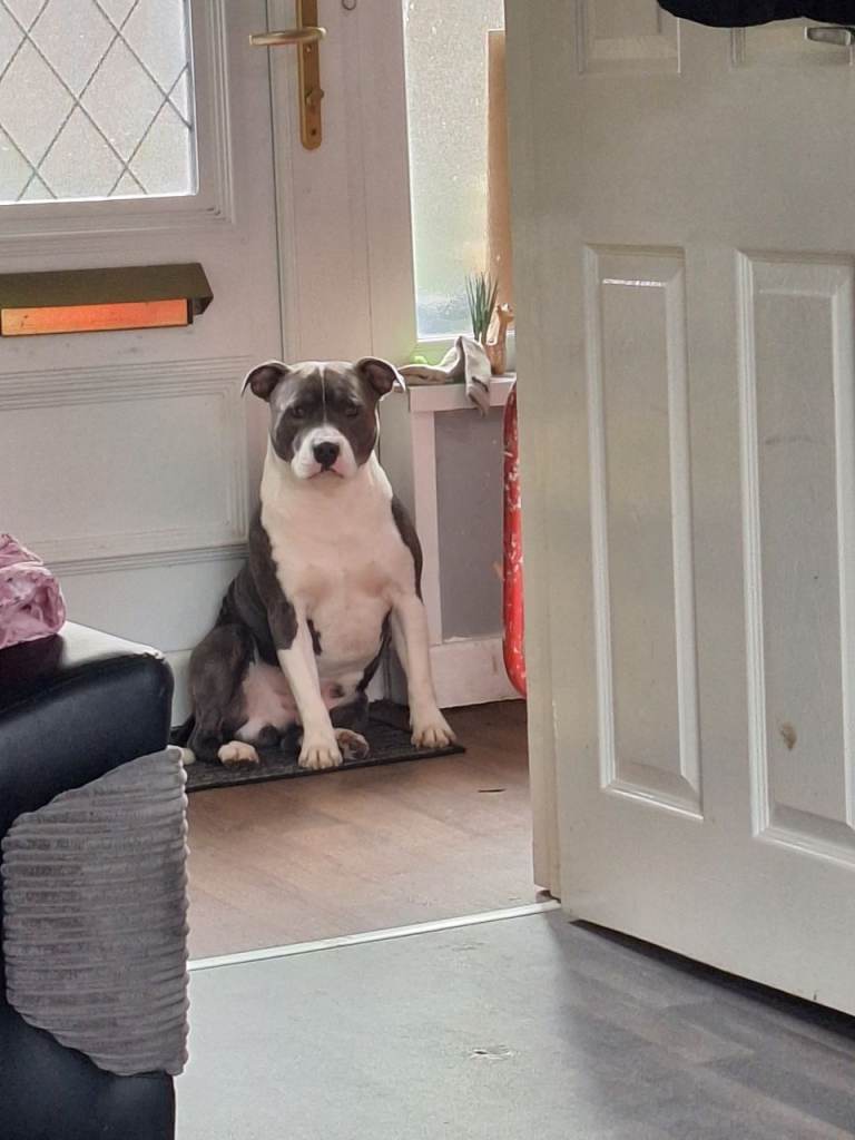 Blue staffordshire bull terrier