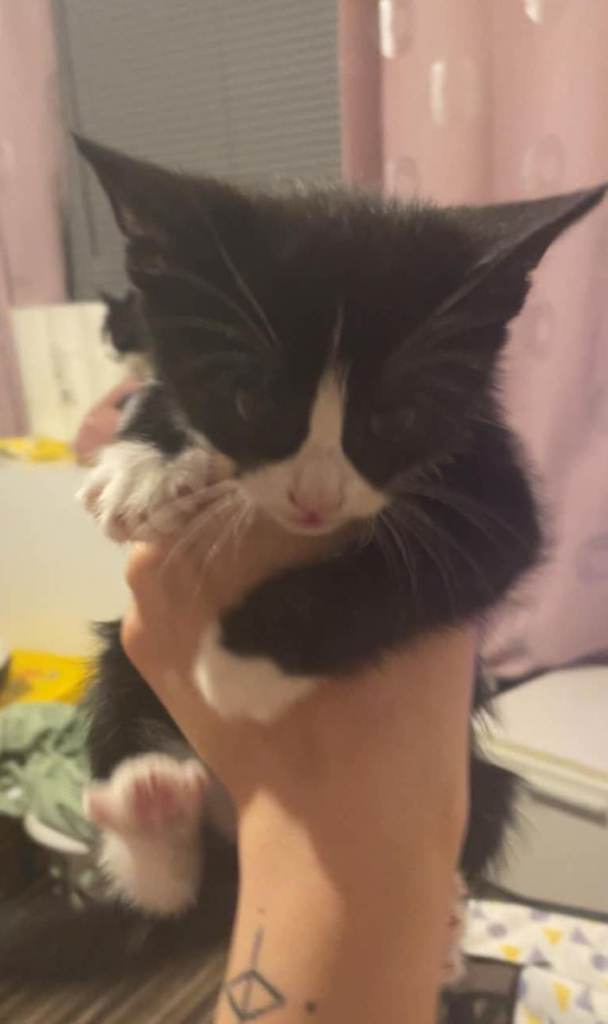 Kittens for sale to good homes only ! 