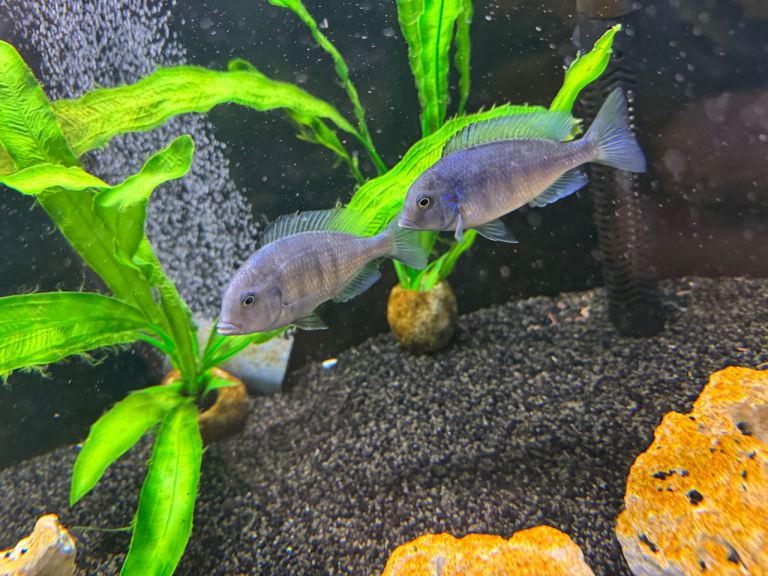 Blue dolphin cichlids each also 3 large  Severum Fish