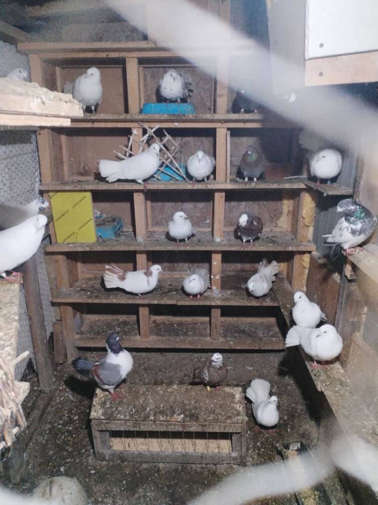Pigeon 