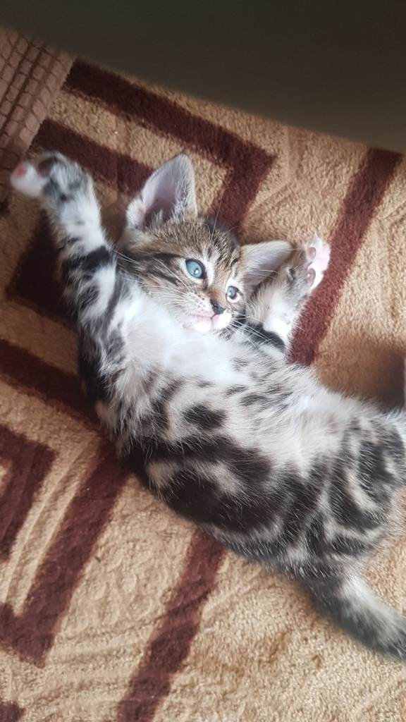 Kittens 