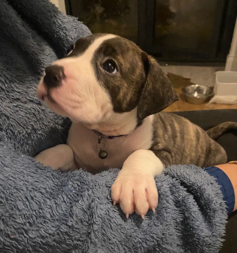 Beautiful Scott American Bulldog x Staffy