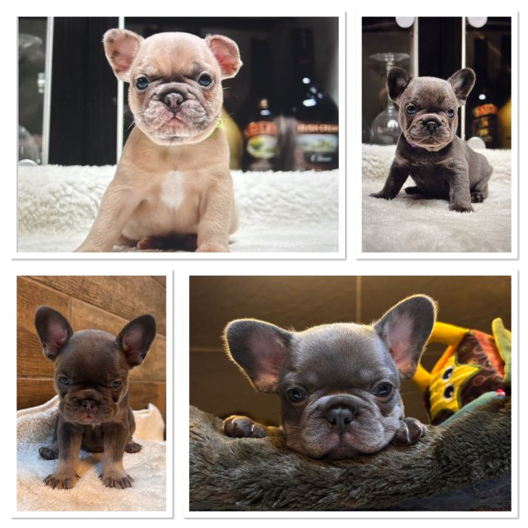 Beautiful Frenchie Babies Seeking Forever Families