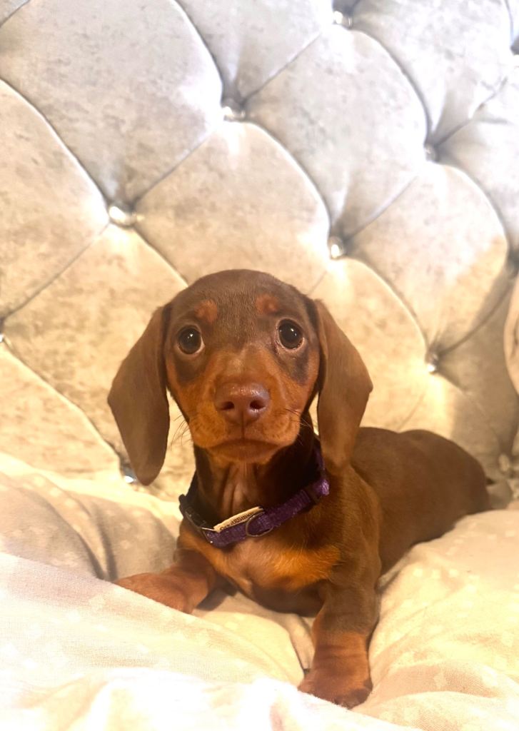 Miniature dachshunds ready to leave now