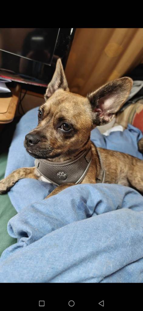 Needs a home