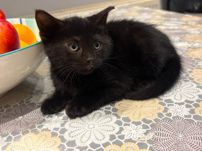 Kittens for sale