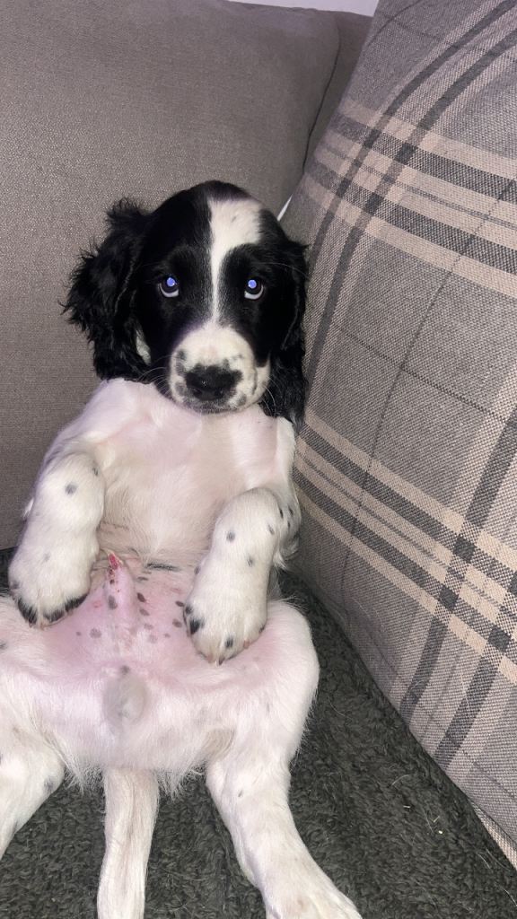 Sprocker spaniels 
