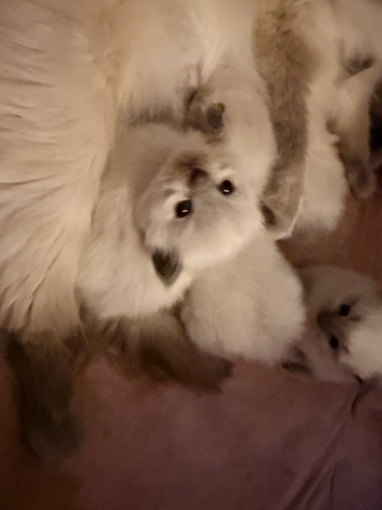 image for Ragdoll kittens