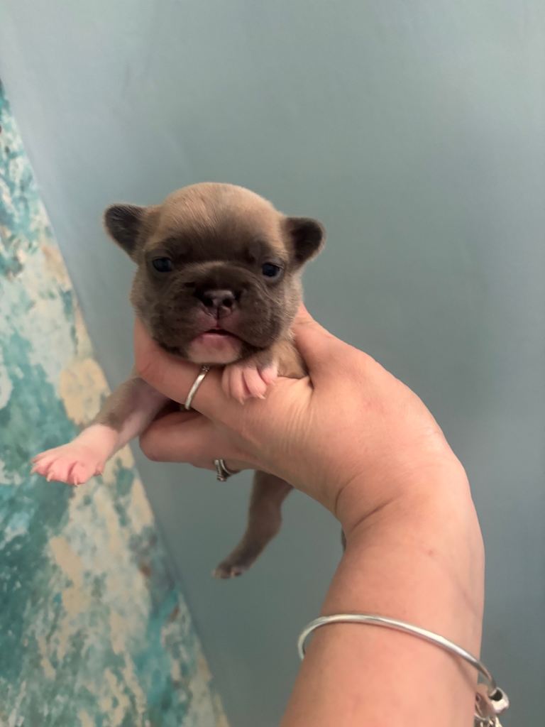Beautiful French bulldogs