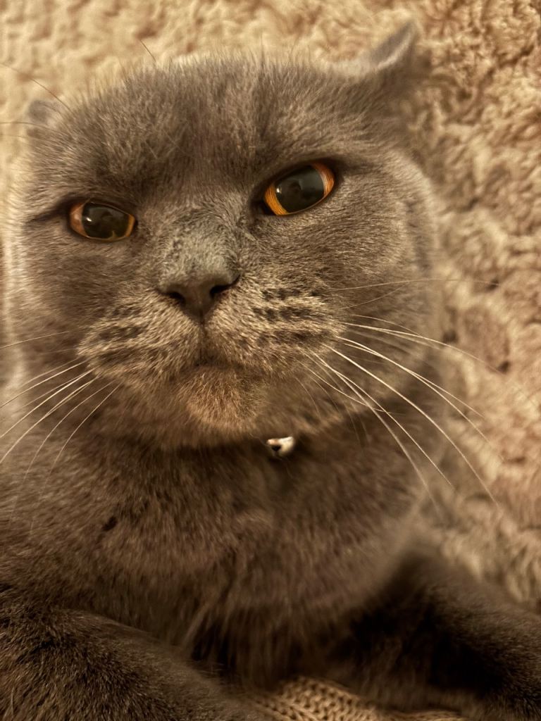 British shorthair Girl