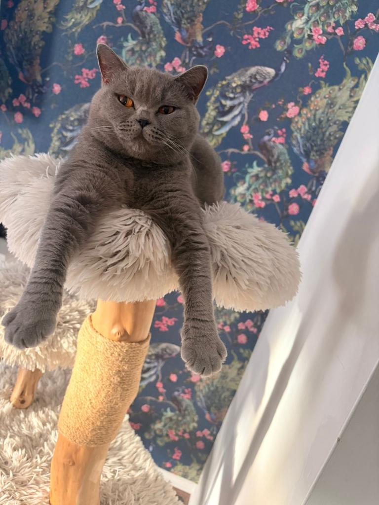 Bsh active blue female