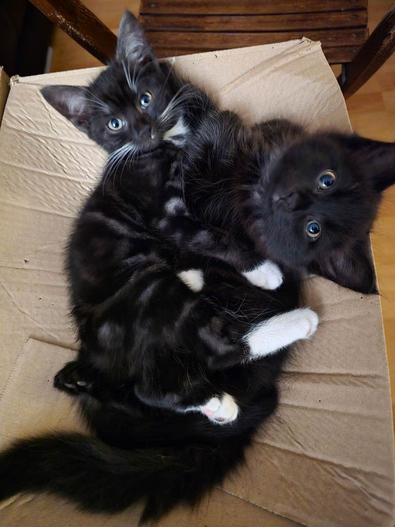 Kittens for Sale (Male and Female) 