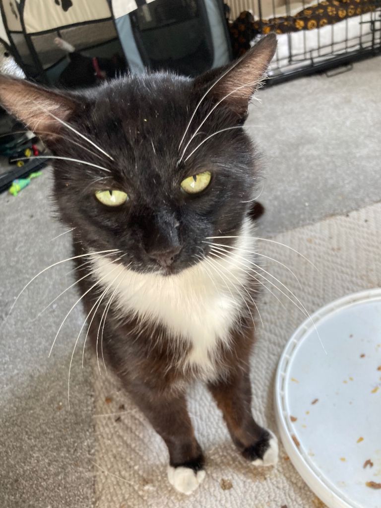 Half Maincoon male