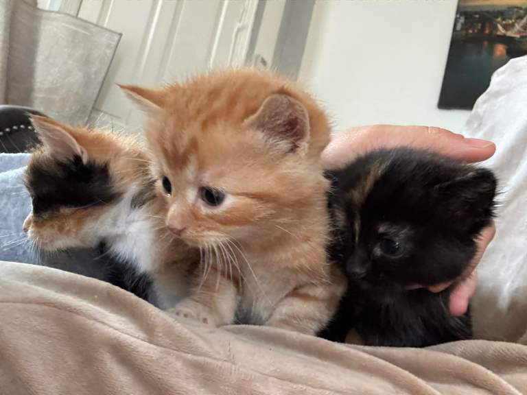 Kittens for sale