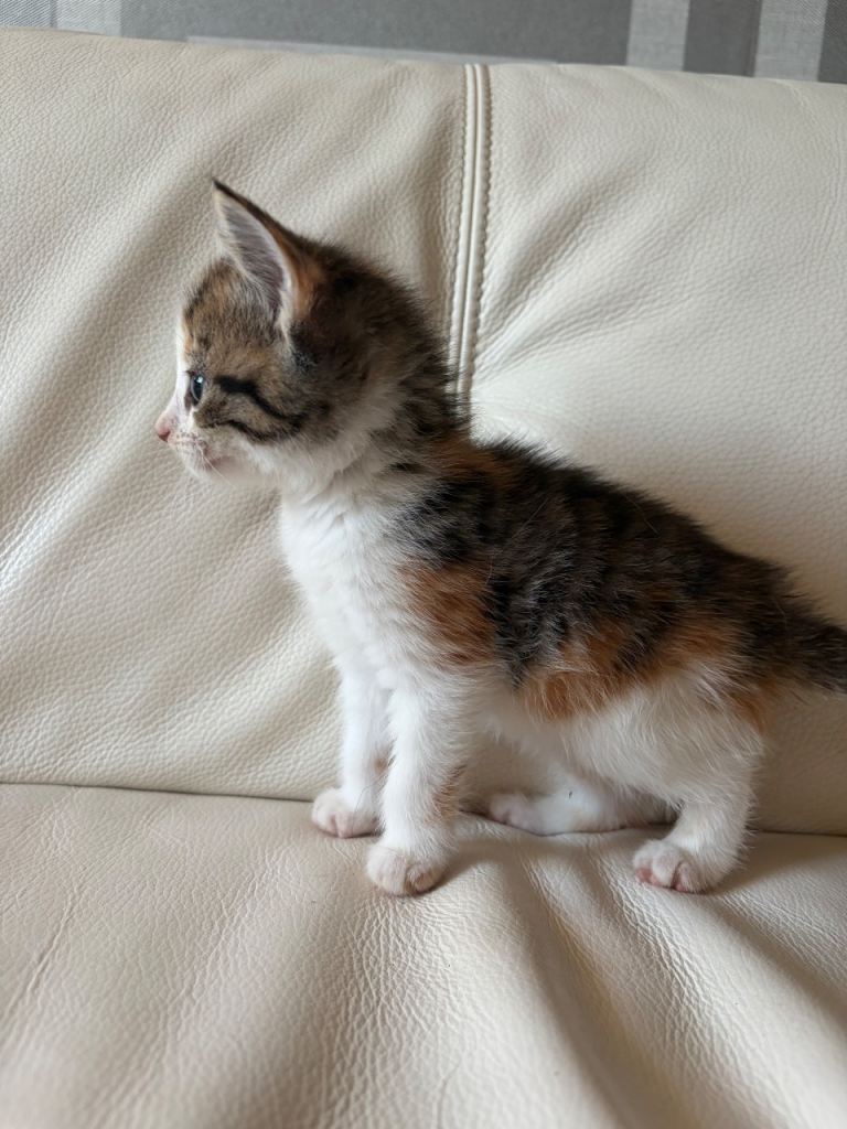 Kittens for sale 