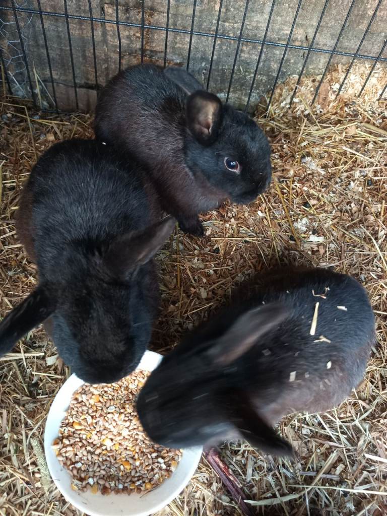 image for Rabbit 🐇🐰🐇🐇