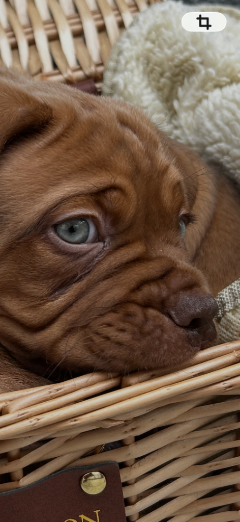Dogue de Bordeaux 