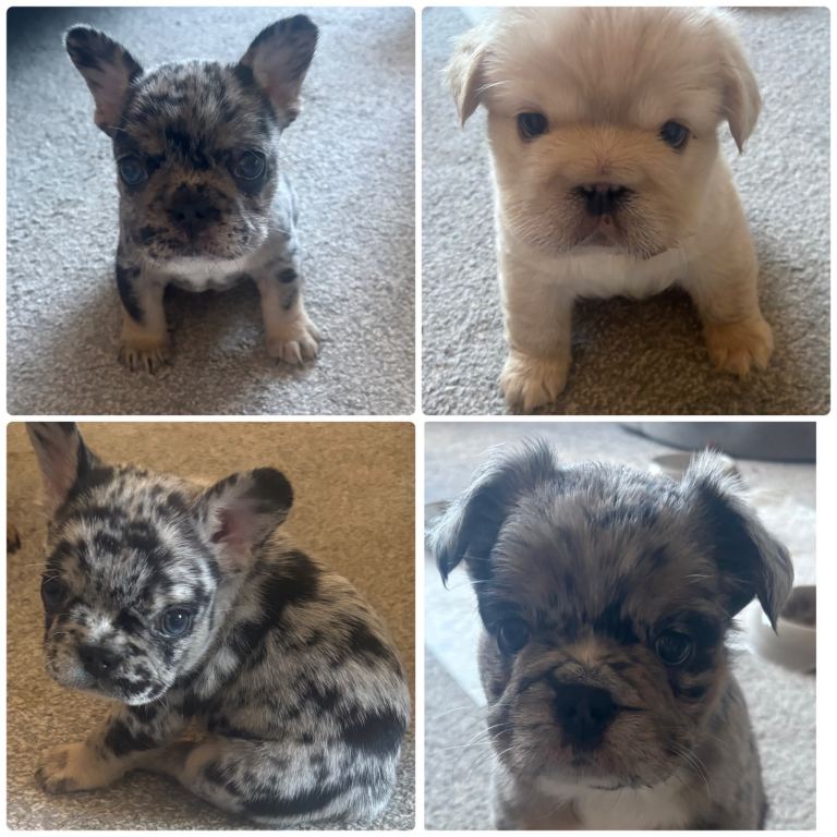 Fluffy French bulldogs. 