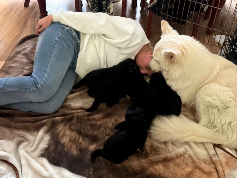 Beautiful German shepherd puppies looking for their forever homes