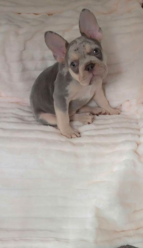 READY TO LEAVE TODAY 🩷🩵 1 Boy left Beautiful Baby French Bulldog Pups 🩵🩷