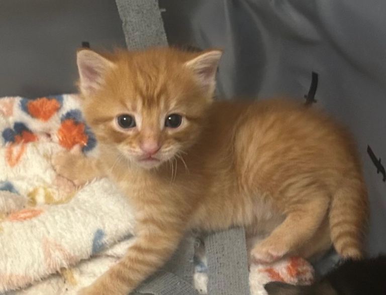 image for Litter of 6 kittens (2 ginger 4 tabby). 