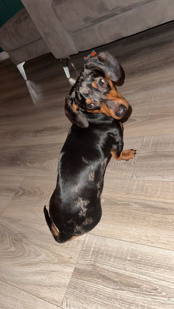 Mini dachshund 