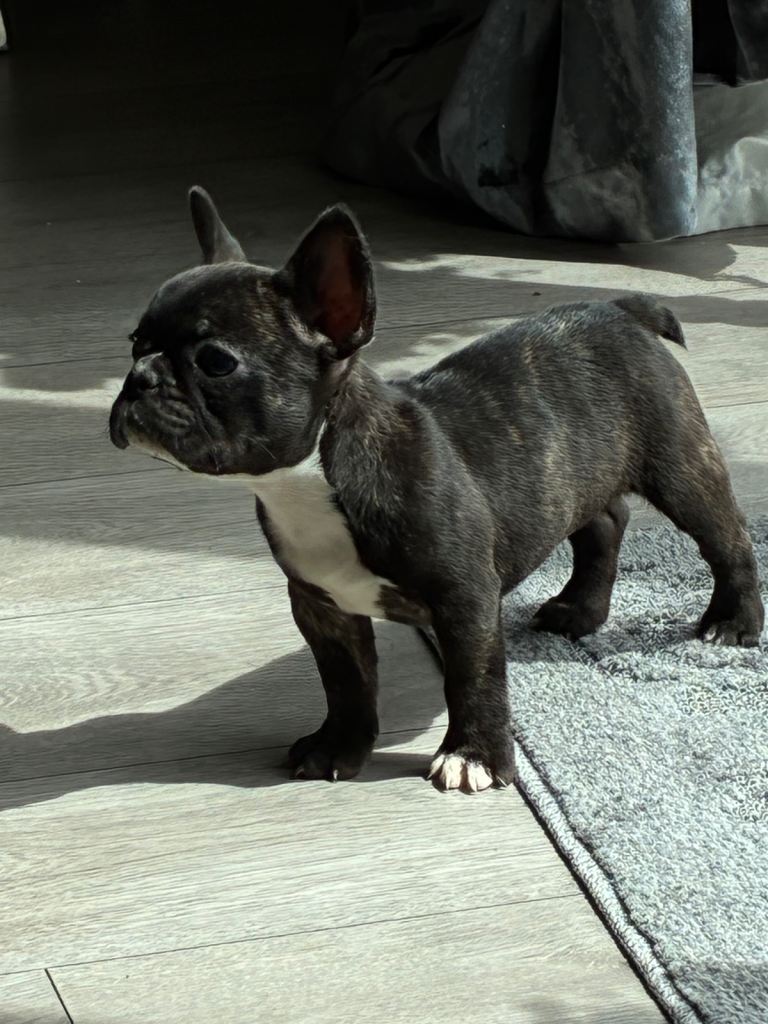 Beautiful female french bulldog