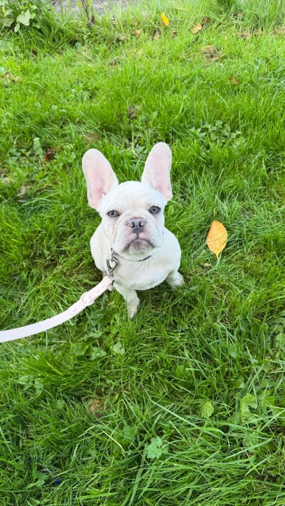 Female French bulldog 