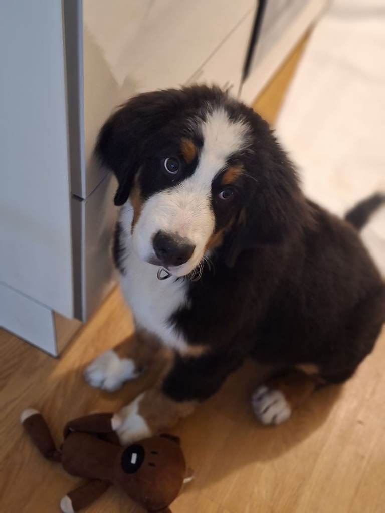  Bernese Mountain Dog Puppies - 2 puppies left