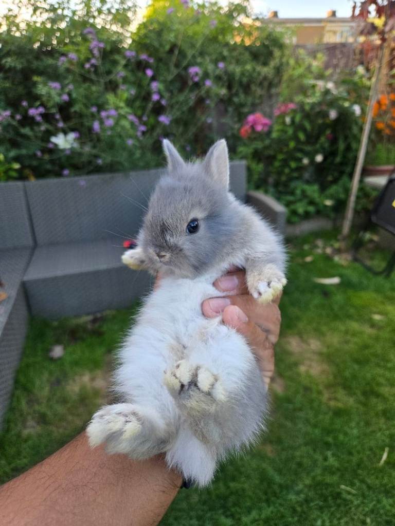 Rabbit