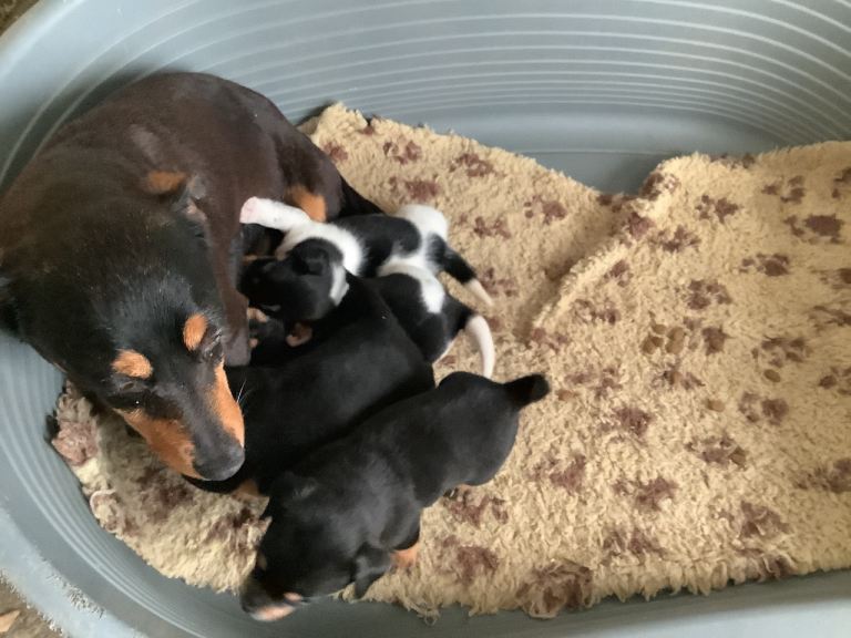 Miniature jack Russell pups