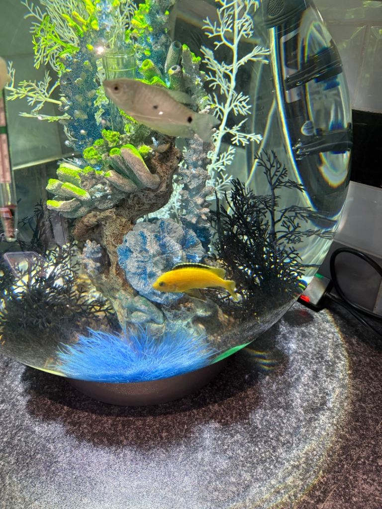 Tropical fish (2 medium/large fish)