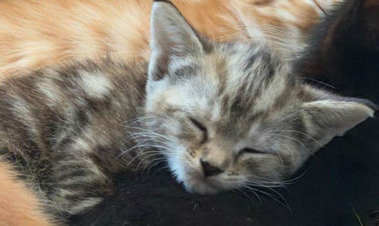 Bengal x Ragdoll kittens ( few left in photos )