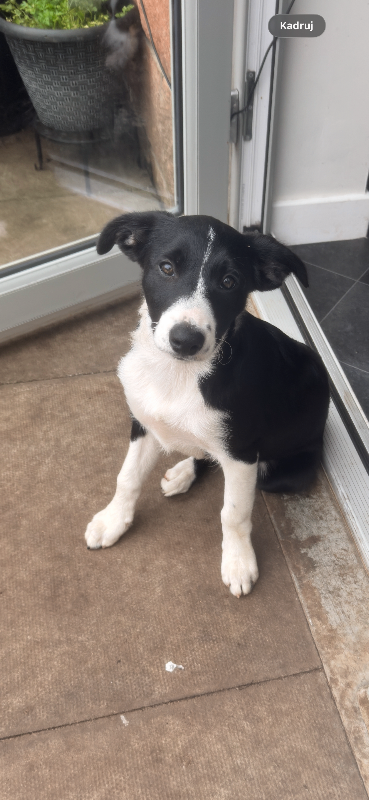 Border Collie puppy for sale