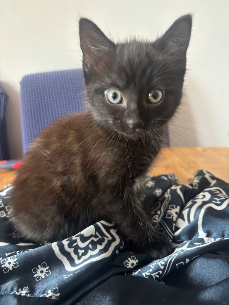 Female kitten ready now 