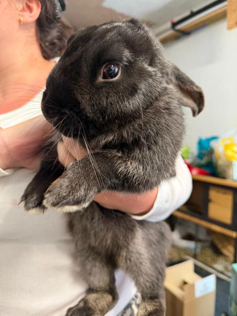Black rabbit 