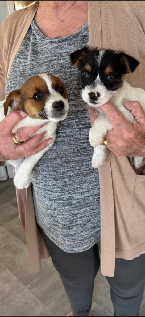 Jack Russell puppies