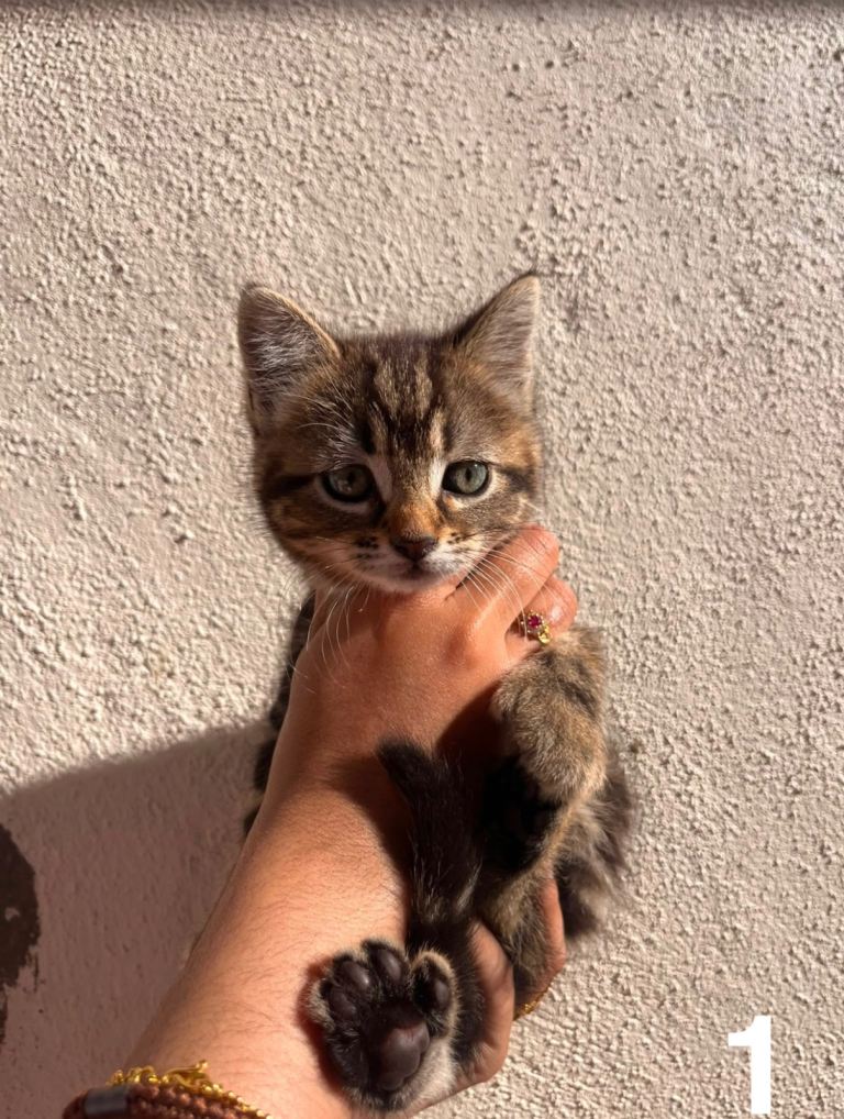 Kittens ready to leave 