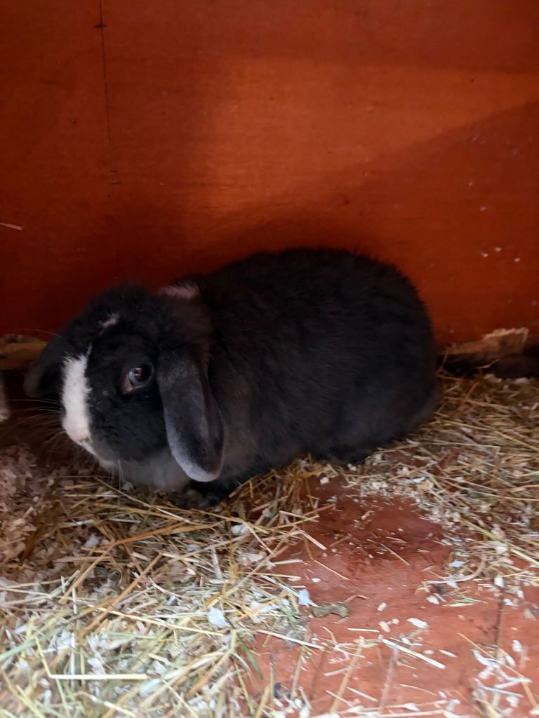 Mini lop female 