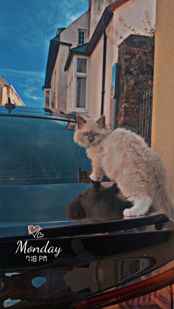 Male ragdoll kitten for sale 