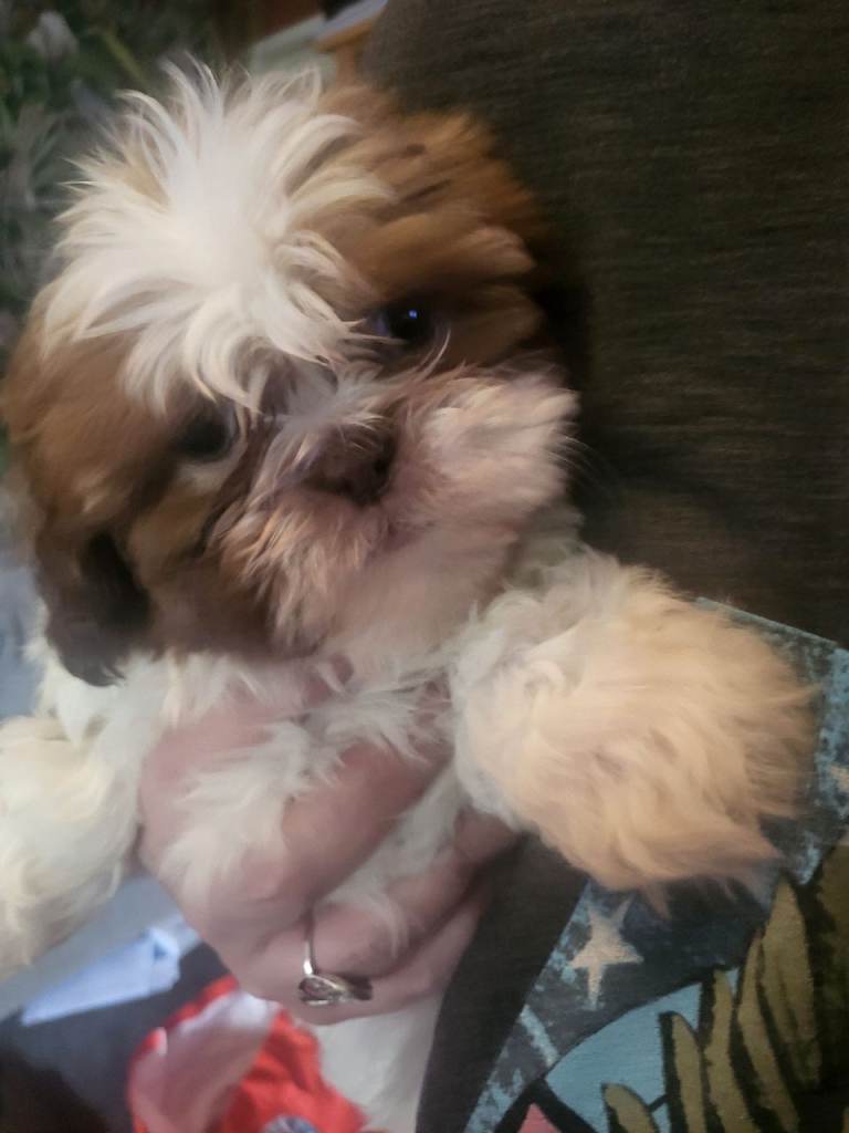 Imperial shitzhu pups