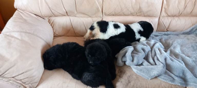 Newfoundland pups for sale 