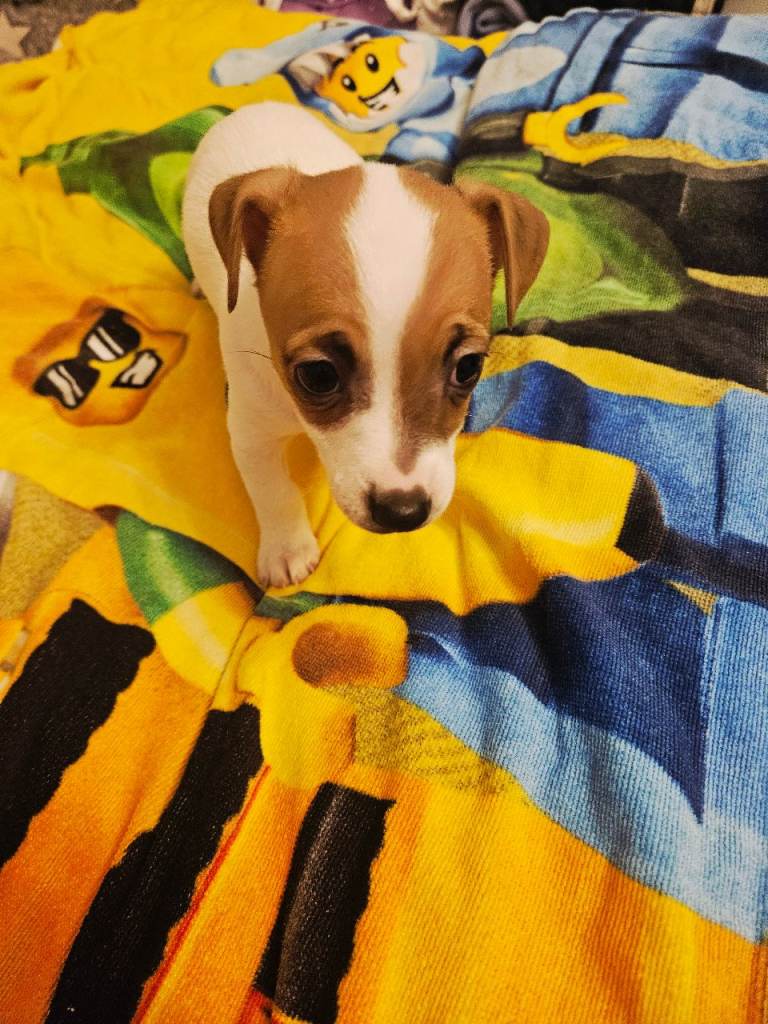 Jack Russell Puppies For Sale. Ready to GO !!