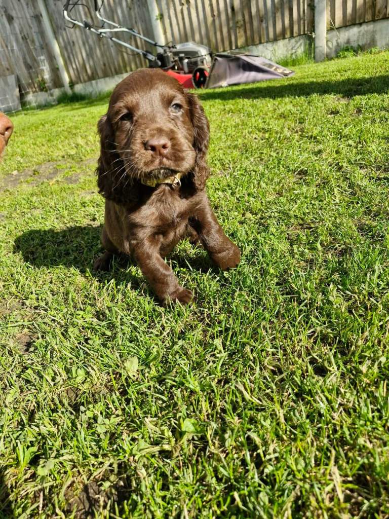 Kc Cocker spaniel puppies (1 chunky choc boy remaining) 