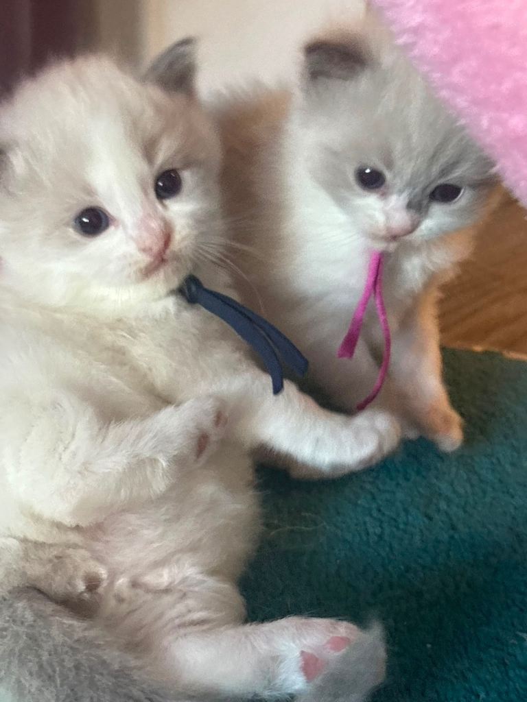 4 beautiful ragdoll kittens