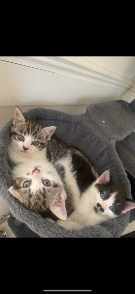 Kittens for sale