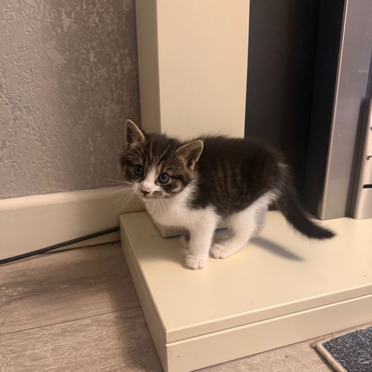 9 week old female kitten ready to go 